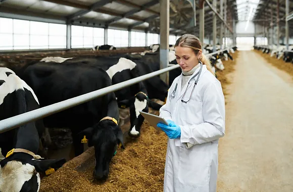 Young professional female vet clinician in gloves and whitecoat using tablet while scrolli